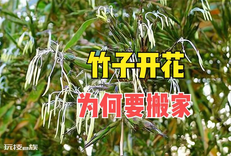 竹子开花赶紧搬家是什么意思(家里竹子开花是吉是凶)-图片1
